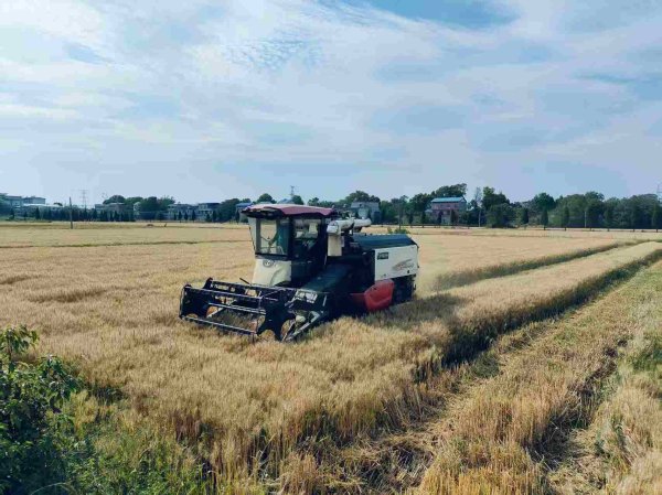 手机股票配资软件 怀宁县金拱镇：小麦迎丰收 农户喜开颜_大皖新闻 | 安徽网